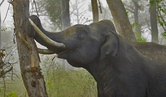 Asian elephant debarking a tree with its tusks: Image and text by Yathin S Krishnappa courtesy of Wikipedia.